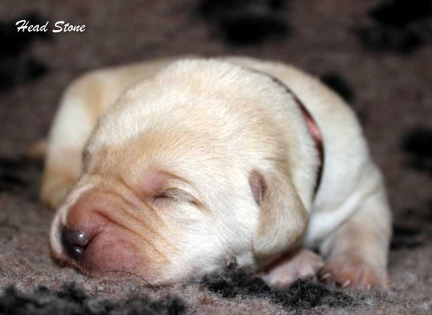 Лабрадор ретривер Щенки питомника