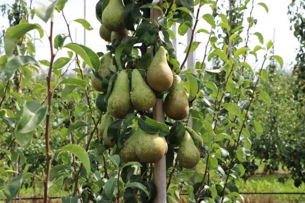 Świeże jabłka deserowe i gruszki prosto z sadu – Golden, Florina
