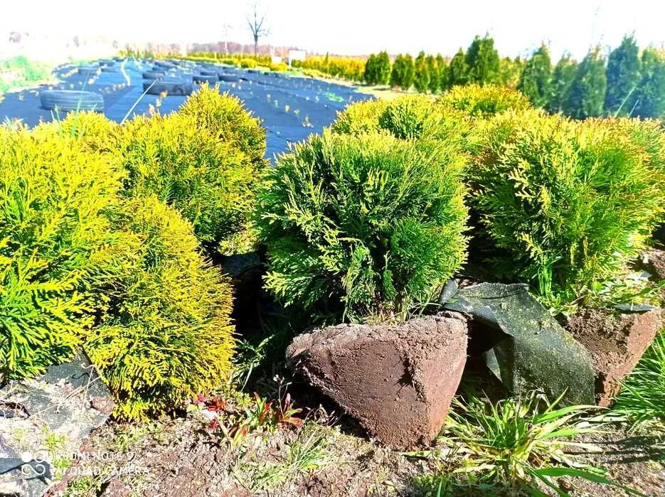 Tuja szmaragd, tuje 60-70cm 8zł za sztukę PROMOCJA