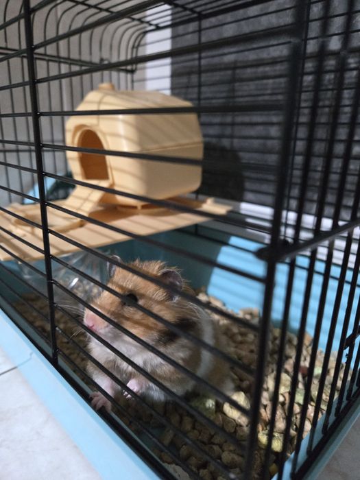 Віддам хом'яка з кліткою