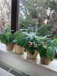 Kwiatki monstera 4 szt z doniczkami ikea nowe