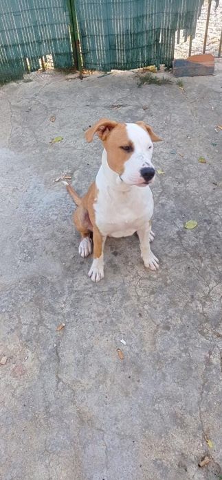 Pitt Bull para adotar com 11 mesinhos