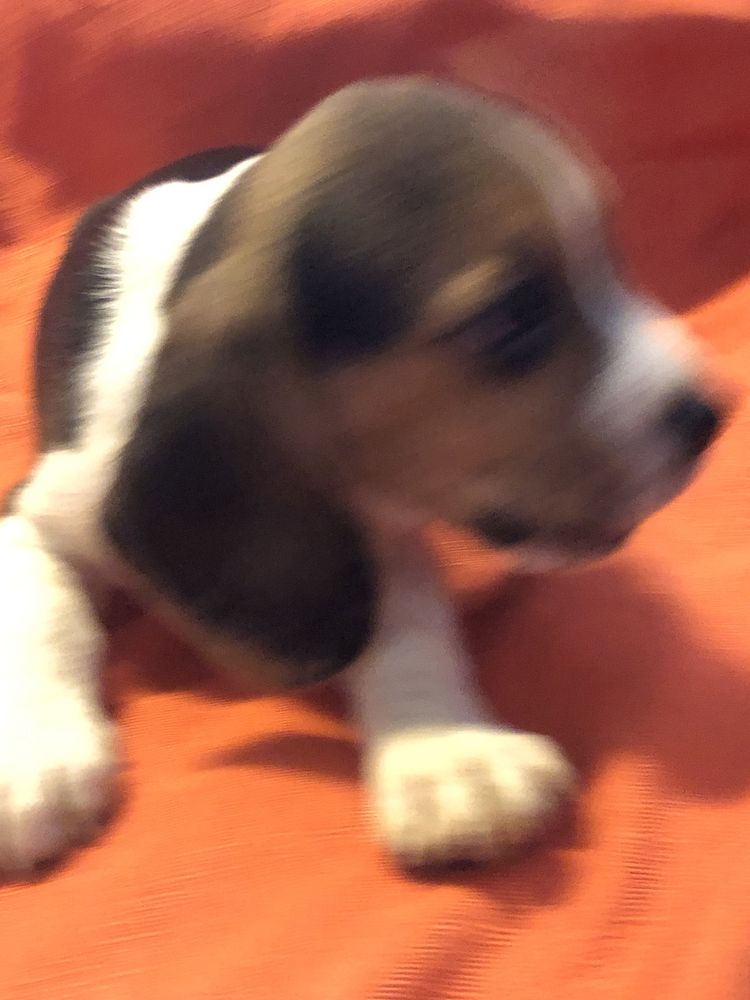 Beagle macho. com dois meses. Pronto para entrega