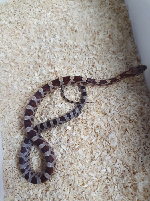Młode węże zbożowe ładnie wybarwine anerystic wąż do terrarium snake