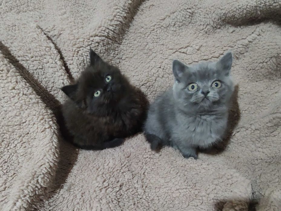 Плюшевые котята шотландцы, необыкновенные котики ждут любящую семью