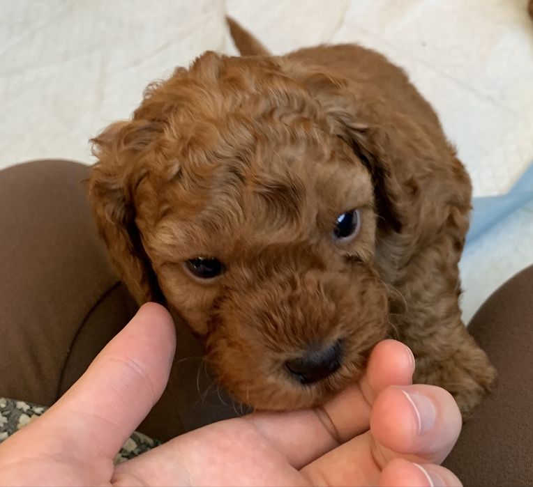 Pudel miniaturowy red- piesek Fido