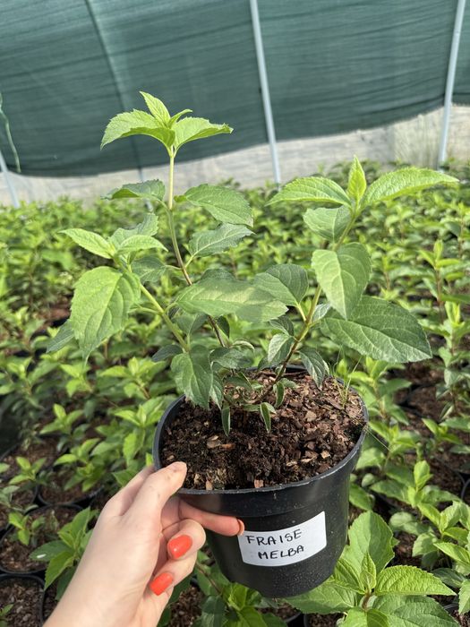 Hortensja bukietowa vanille fraise, polar bear, limelight, fraise melb