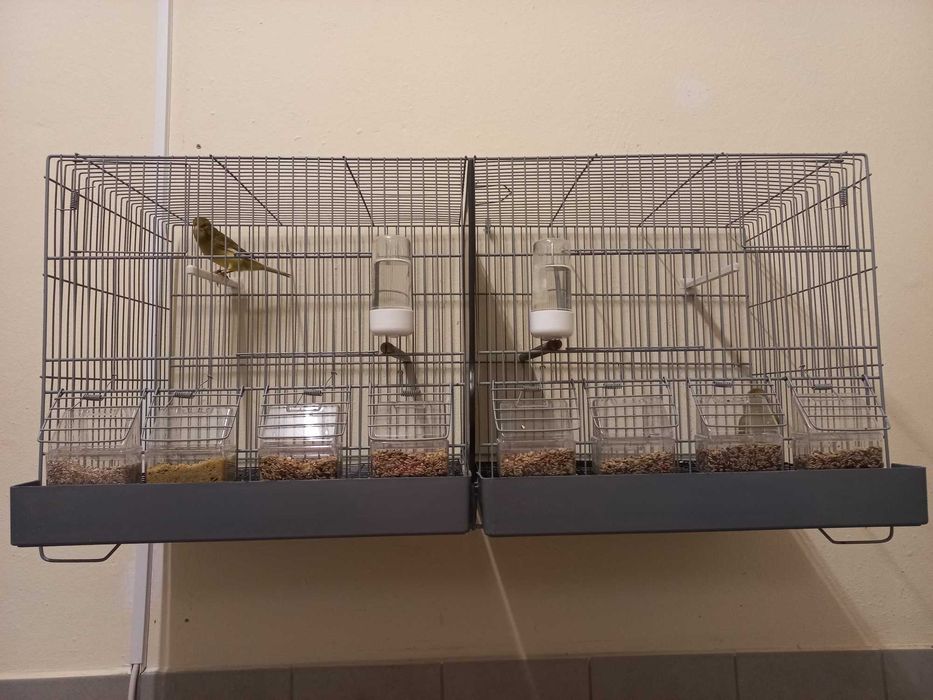 Canários machos 2025