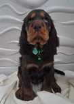Cocker spaniel angielski