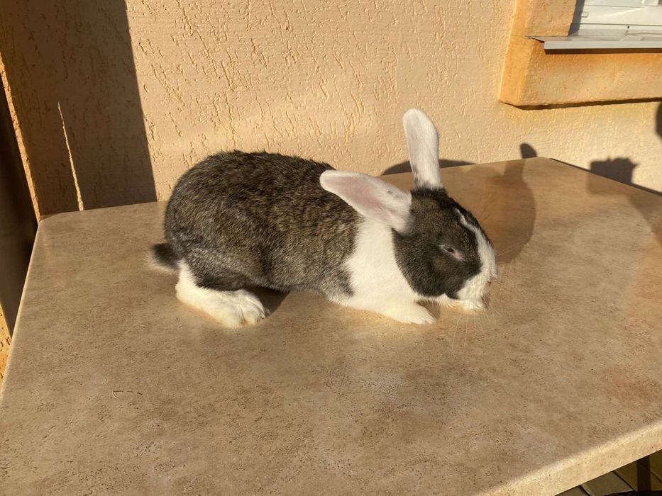 Продам кроликів