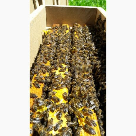 бджоли, бджолопакети.