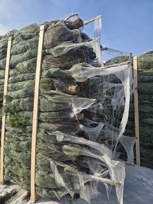 Jodla Kaukaska w ilości paletowej od 80 sztuk