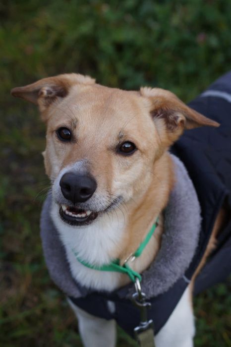 Grosik- cudowny, młody pies do adopcji