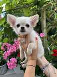 Piesek Chihuahua cudo, rodowod ZKwP