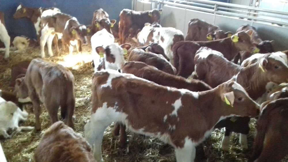 Cielęta  mięsne, MM,MS, jałówki HF na krowy, dowóz