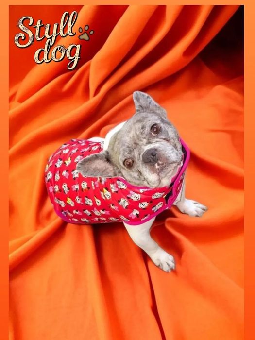 Пелюшки,одяг на собак