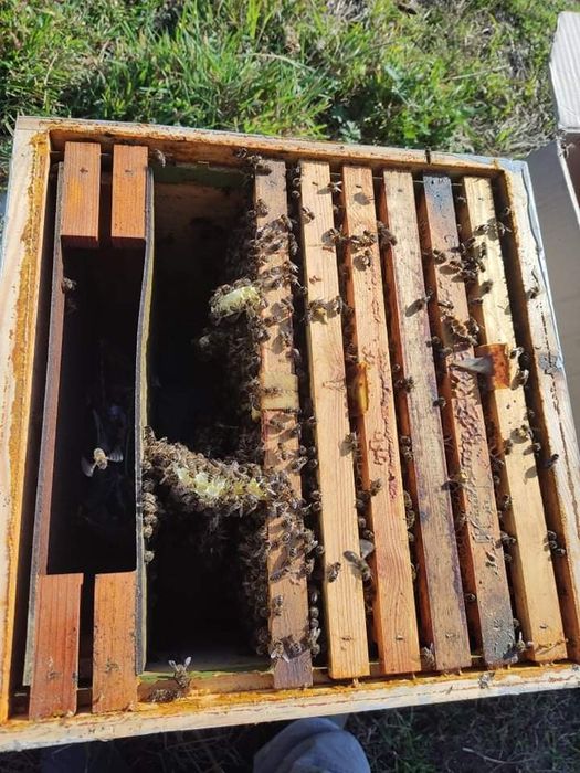 Enxames de abelhas modelo lusitano