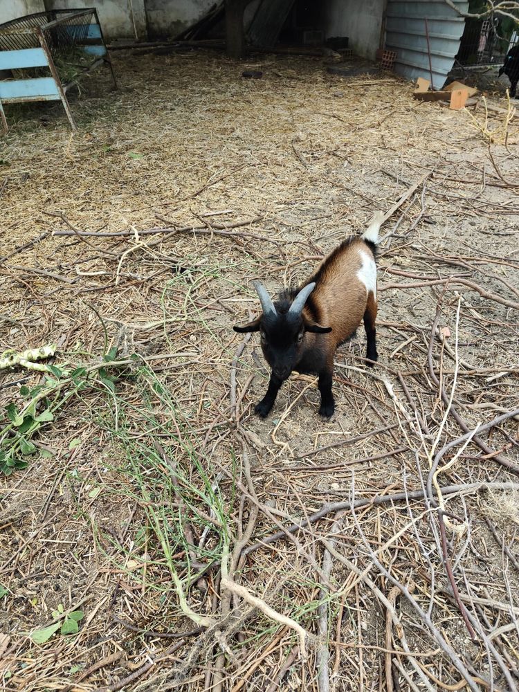 Cabras anãs casal