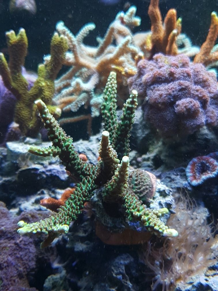 Acropora Zielona Koral SPS Akwarium Morskie