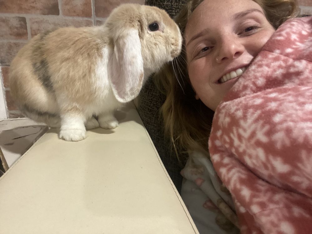 Coelha Holland Lop e Gaiola