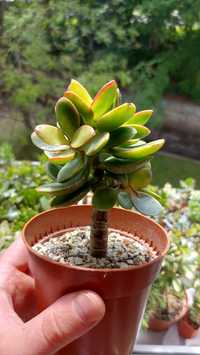 Крассула Хелиос (Crassula Helios)