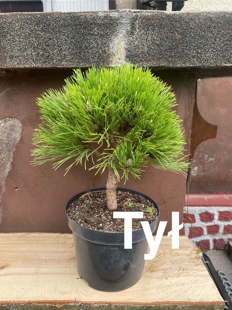 Pre-bonsai Sosna