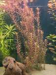 sprzedam rotale red