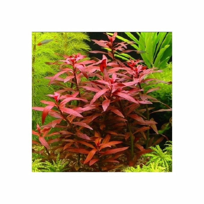 Ludwigia repens rubin (planta aquário)