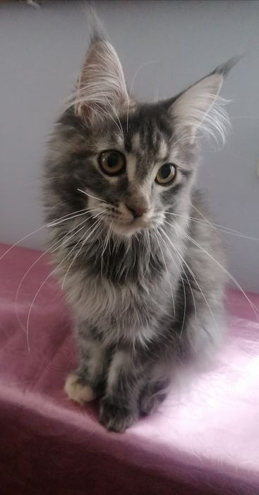 Мейн-кун   киця.