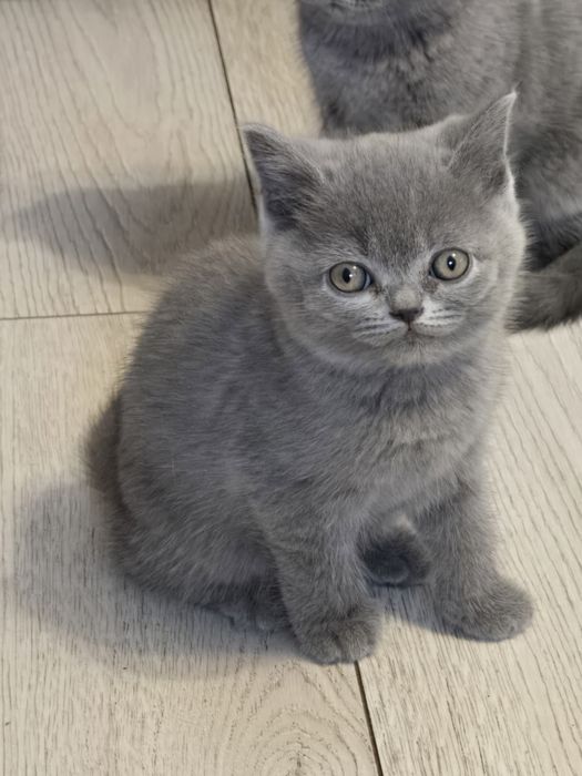 Kotka brytyjska do rezerwacji