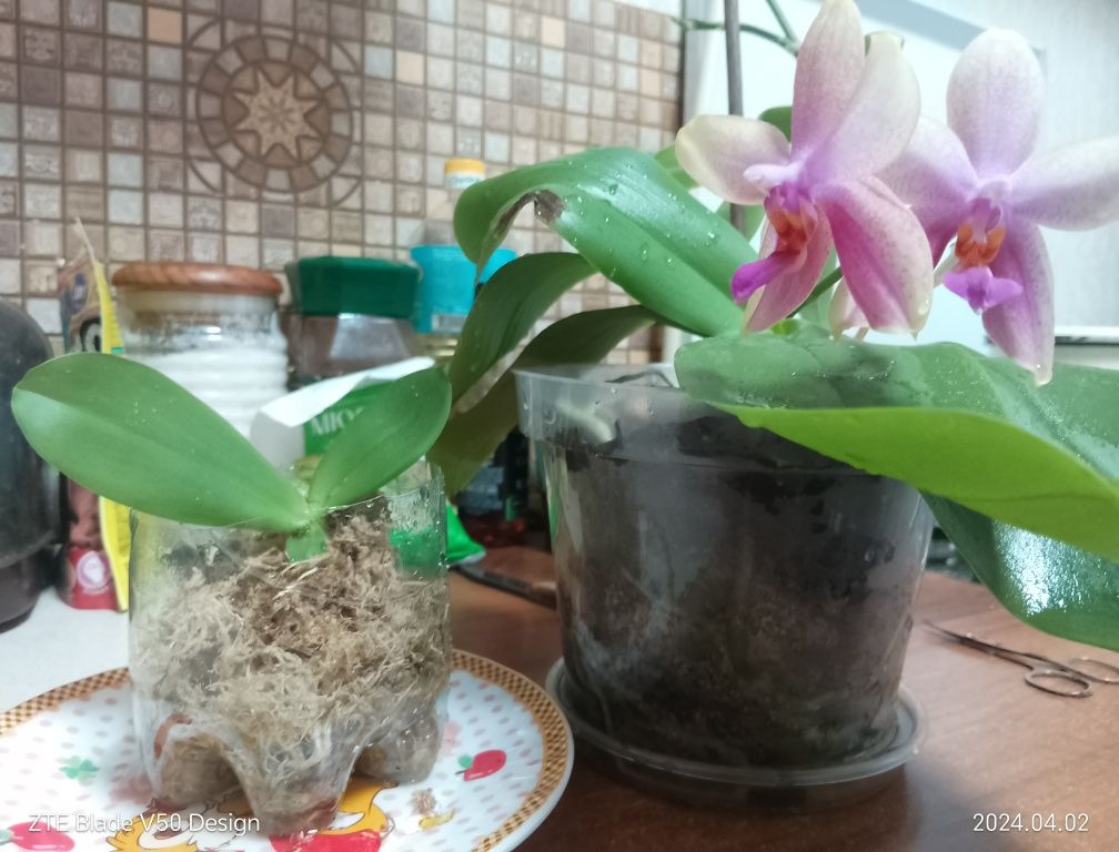 детка ароматная орхидея Леодоро