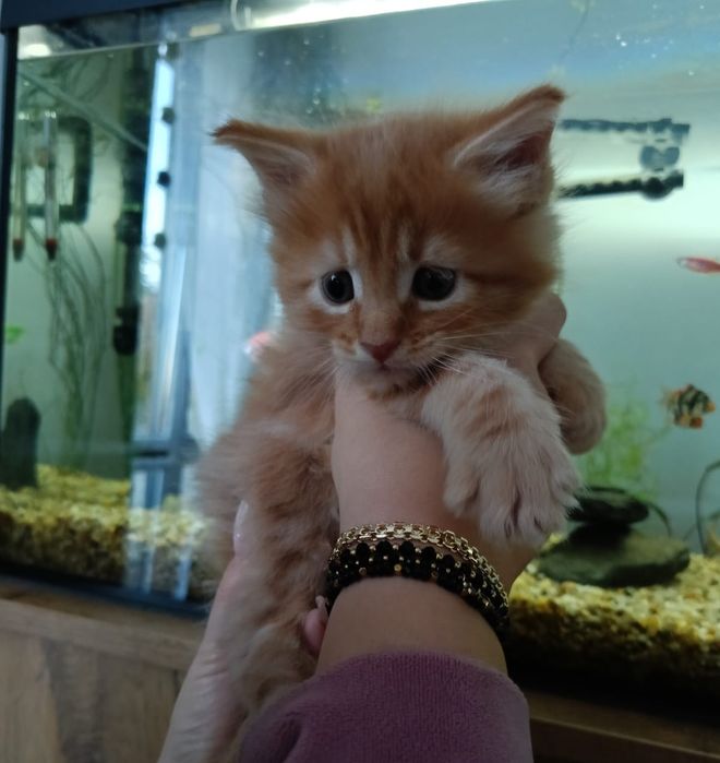 Wyjątkowy kotek Maine Coon