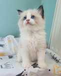 Kocurek ragdoll seal bicolor