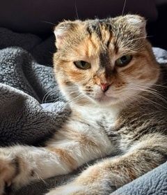 Sofi czeka na swój ciepły domek