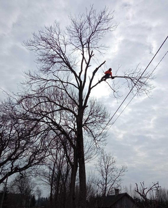 Wycinka drzew trudnych metodą alpinistyczną prace wysokościowe