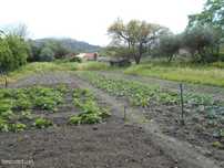 Quintinha