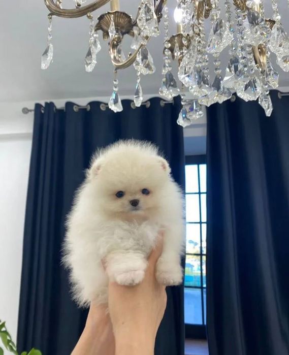 Собачка шпіц дівчина