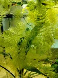Rogatek sztywny - roślina akwariowa