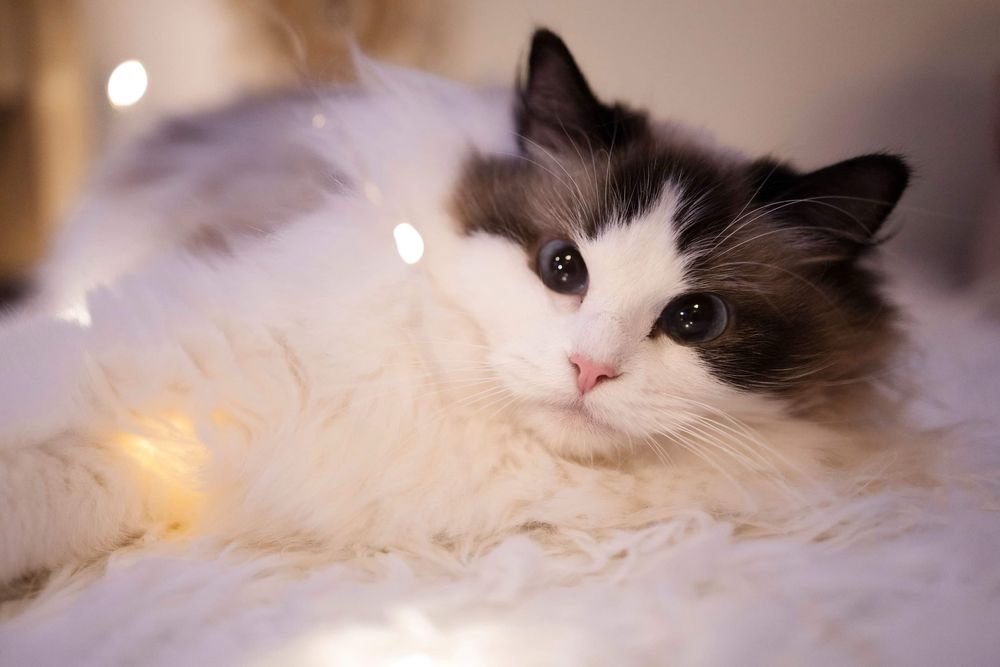Ragdoll dorosla kotka, platna adopcja