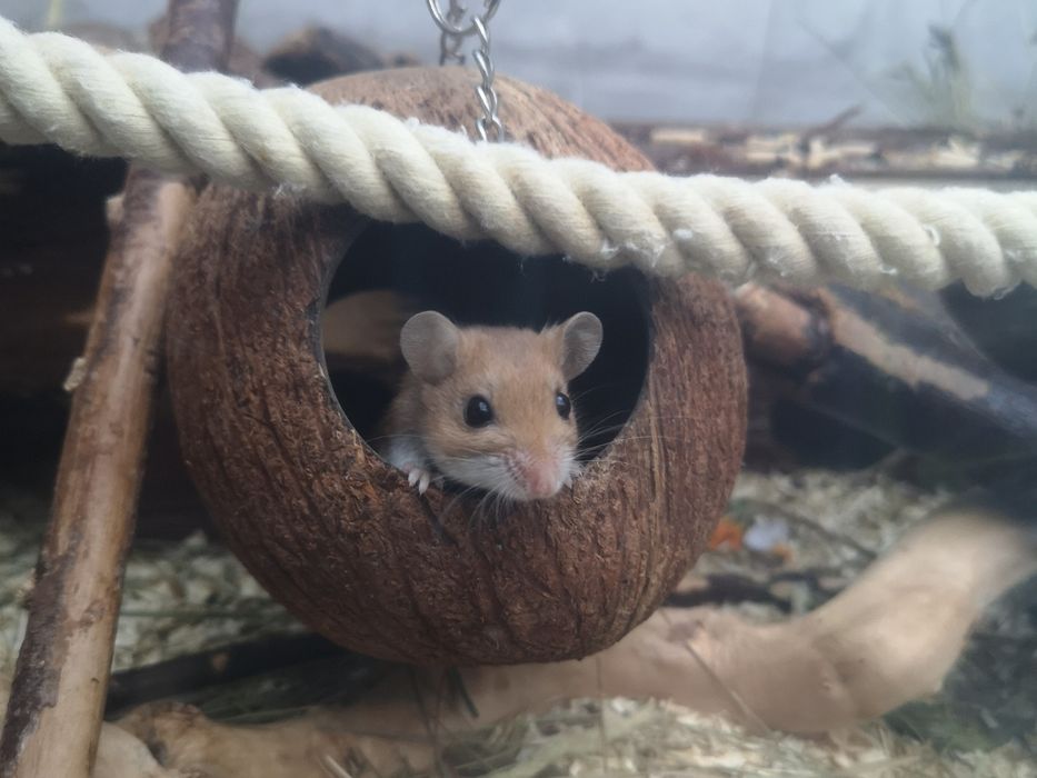 Myszak leśny (Peromyscus maniculatus)