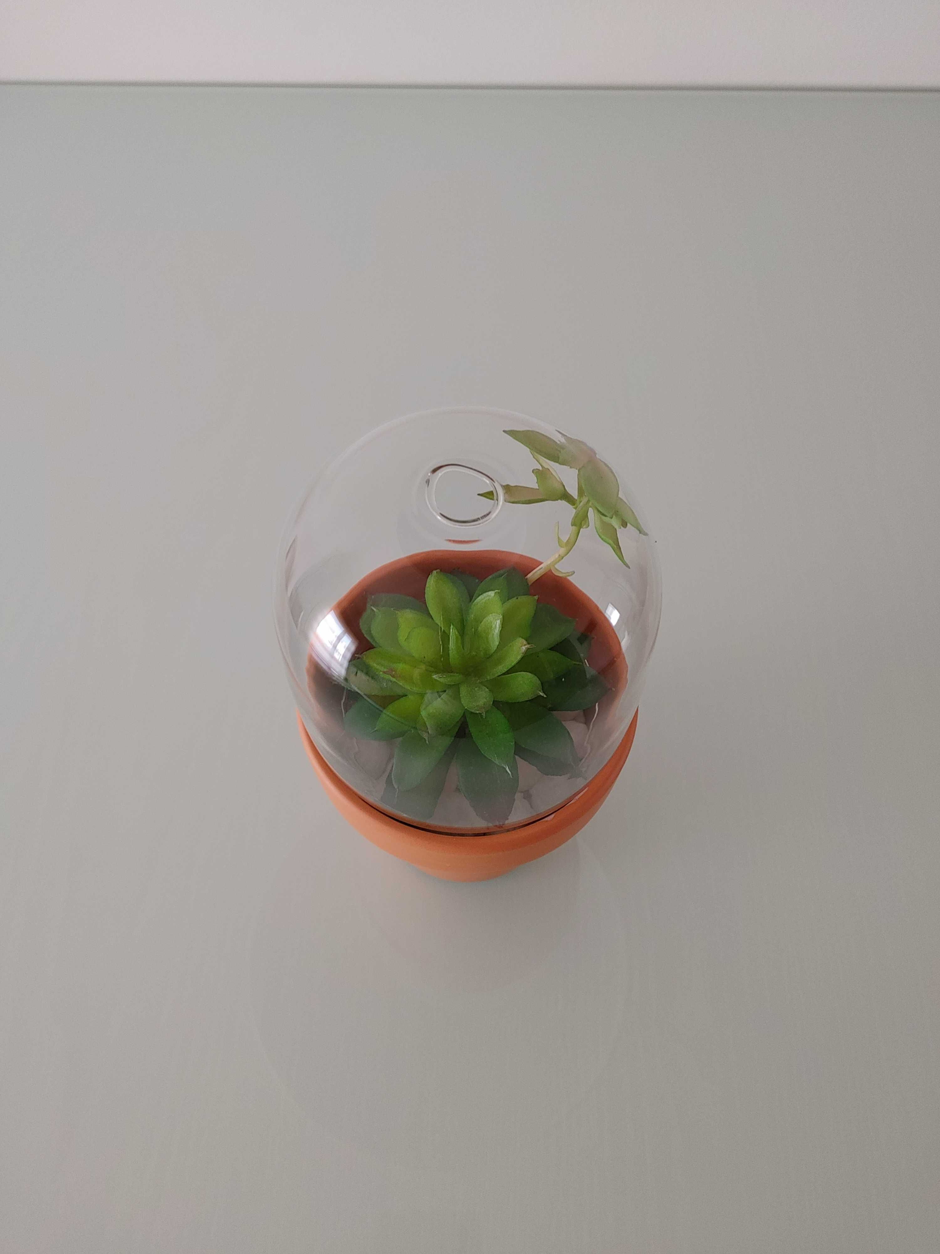 Vaso terracota com redoma vidro