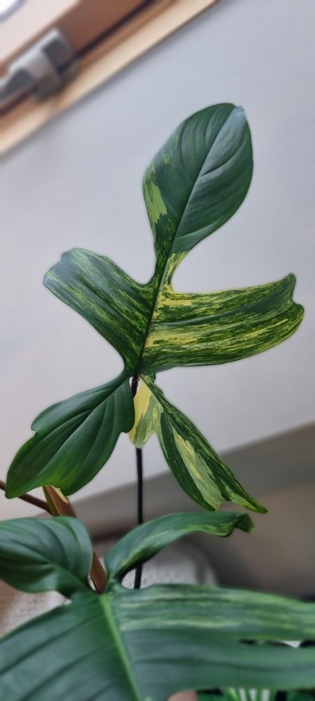 Philodendron Florida Beauty Variegata