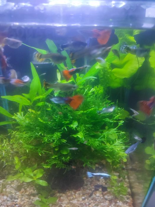 Gupiki młode wybarwione.