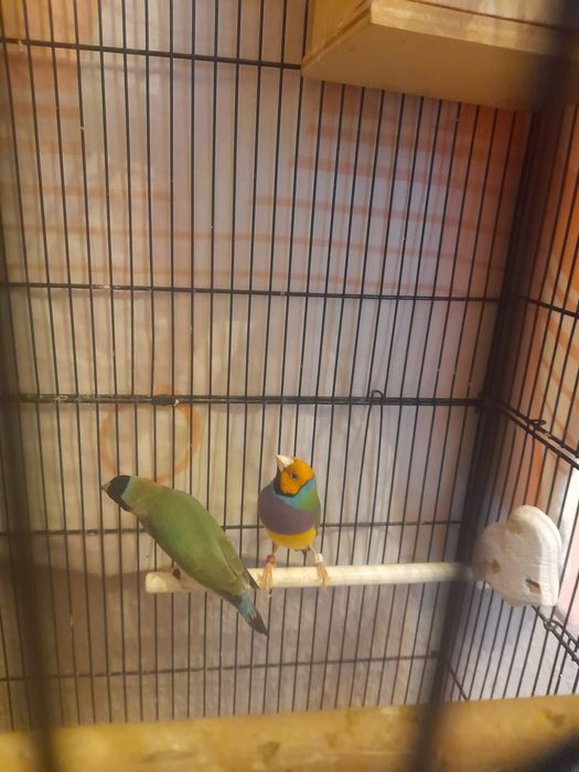 Sprzedam klatkę wraz z 3 amandynkami