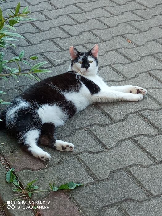 Dwie dorosłe kotki do adopcji