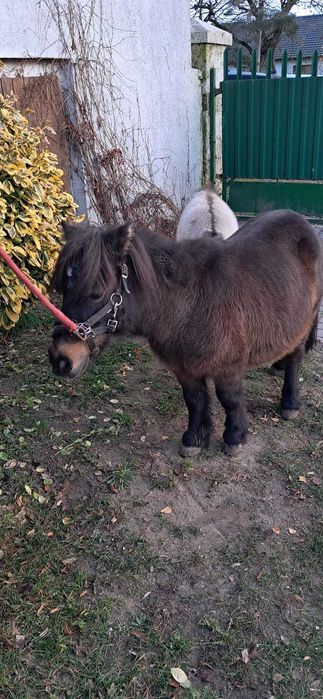 Klacz ze źrebakiem, idealna dla dzieci