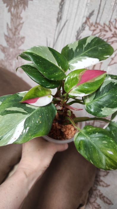 філодендрон Біла принцеса триколор