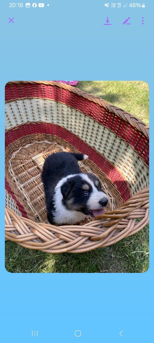 Border collie pies
