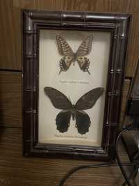 Бабочки под стеклом