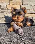 Urocza suczka Yorkshire terrier